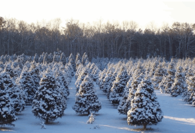 生木のクリスマスツリー